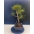 Żywe Drzewko Bonsai Sosna Czarna Pinus Nigra 10-letni na PREZENT 330