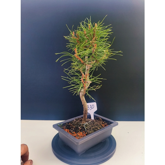 Żywe Drzewko Bonsai Sosna Czarna Pinus Nigra 10-letni na PREZENT 330