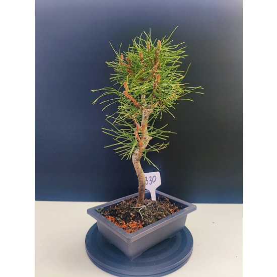 Żywe Drzewko Bonsai Sosna Czarna Pinus Nigra 10-letni na PREZENT 330
