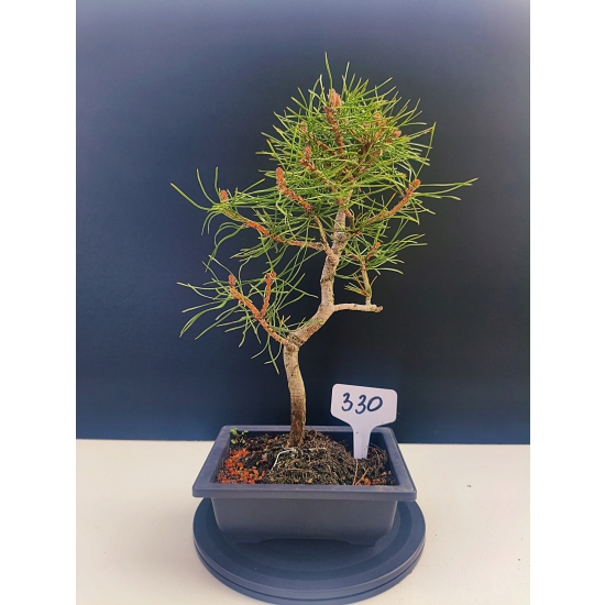 Żywe Drzewko Bonsai Sosna Czarna Pinus Nigra 10-letni na PREZENT 330