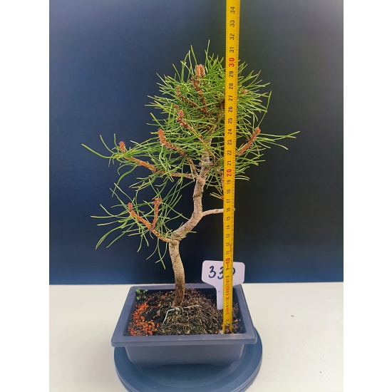 Żywe Drzewko Bonsai Sosna Czarna Pinus Nigra 10-letni na PREZENT 330