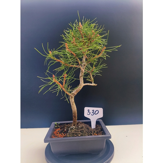 Żywe Drzewko Bonsai Sosna Czarna Pinus Nigra 10-letni na PREZENT 330