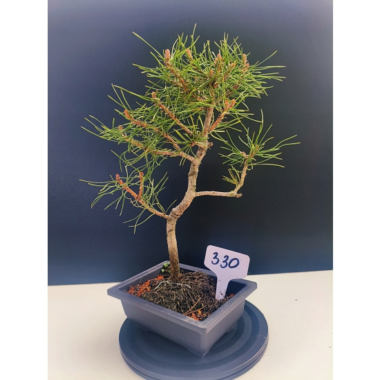 Żywe Drzewko Bonsai Sosna Czarna Pinus Nigra 10-letni na PREZENT 330