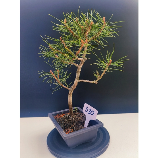 Żywe Drzewko Bonsai Sosna Czarna Pinus Nigra 10-letni na PREZENT 330