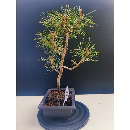 Żywe Drzewko Bonsai Sosna Czarna Pinus Nigra 10-letni na PREZENT 330