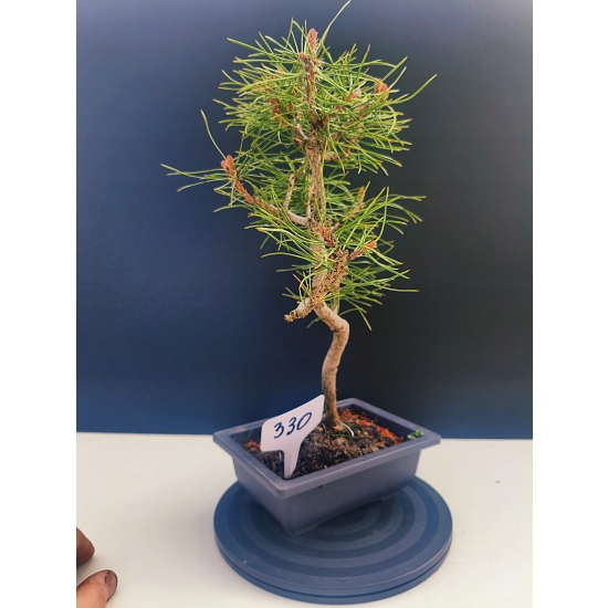 Żywe Drzewko Bonsai Sosna Czarna Pinus Nigra 10-letni na PREZENT 330