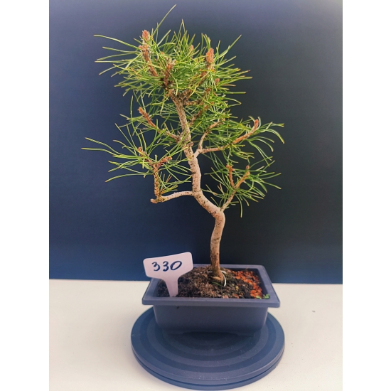 Żywe Drzewko Bonsai Sosna Czarna Pinus Nigra 10-letni na PREZENT 330