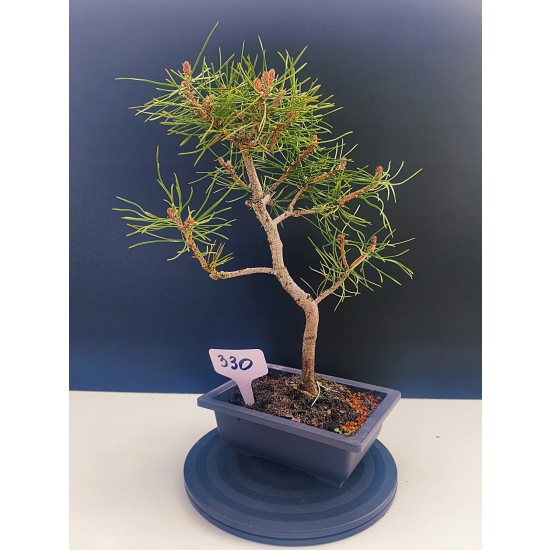 Żywe Drzewko Bonsai Sosna Czarna Pinus Nigra 10-letni na PREZENT 330