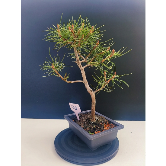Żywe Drzewko Bonsai Sosna Czarna Pinus Nigra 10-letni na PREZENT 330