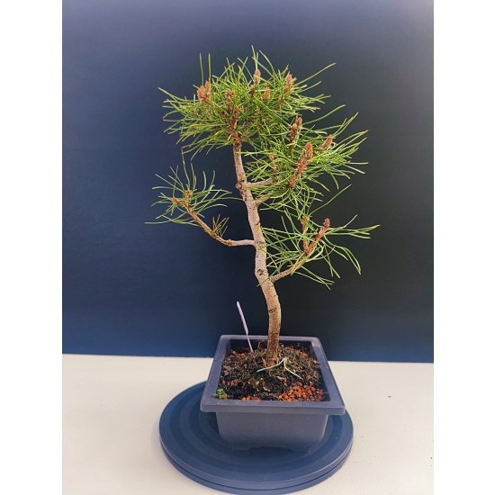 Żywe Drzewko Bonsai Sosna Czarna Pinus Nigra 10-letni na PREZENT 330