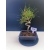 Żywe Drzewko Bonsai Sosna Czarna Pinus Nigra 10-letni na PREZENT 326