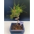Żywe Drzewko Bonsai Sosna Czarna Pinus Nigra 10-letni na PREZENT 326