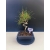 Żywe Drzewko Bonsai Sosna Czarna Pinus Nigra 10-letni na PREZENT 326