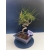 Żywe Drzewko Bonsai Sosna Czarna Pinus Nigra 10-letni na PREZENT 326