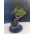 Żywe Drzewko Bonsai Sosna Czarna Pinus Nigra 10-letni na PREZENT 326