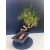 Żywe Drzewko Bonsai Sosna Czarna Pinus Nigra 10-letni na PREZENT 326