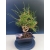 Żywe Drzewko Bonsai Sosna Czarna Pinus Nigra 10-letni na PREZENT 326