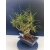 Żywe Drzewko Bonsai Sosna Czarna Pinus Nigra 10-letni na PREZENT 326