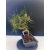 Żywe Drzewko Bonsai Sosna Czarna Pinus Nigra 10-letni na PREZENT 326