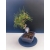 Żywe Drzewko Bonsai Sosna Czarna Pinus Nigra 10-letni na PREZENT 326