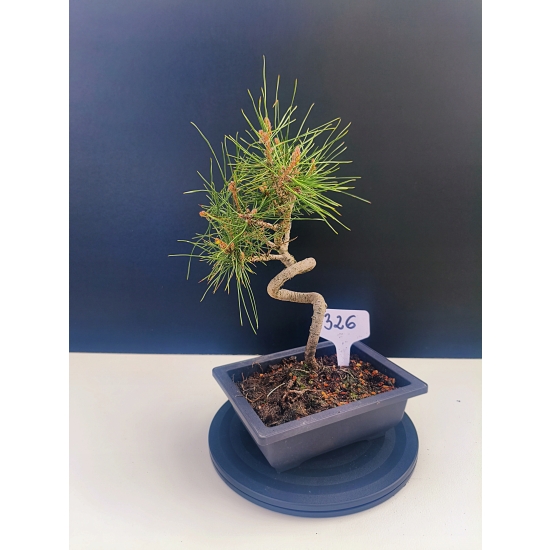 Żywe Drzewko Bonsai Sosna Czarna Pinus Nigra 10-letni na PREZENT 326