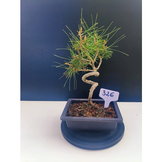 Żywe Drzewko Bonsai Sosna Czarna Pinus Nigra 10-letni na PREZENT 326