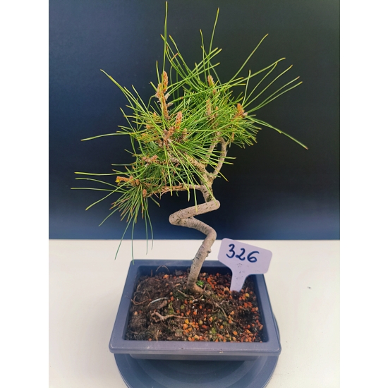 Żywe Drzewko Bonsai Sosna Czarna Pinus Nigra 10-letni na PREZENT 326