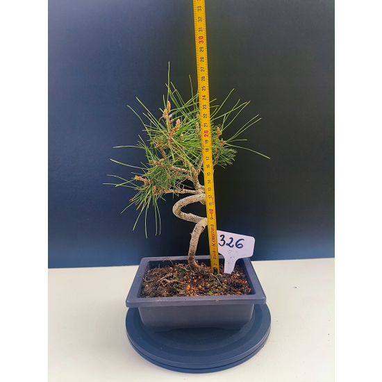 Żywe Drzewko Bonsai Sosna Czarna Pinus Nigra 10-letni na PREZENT 326