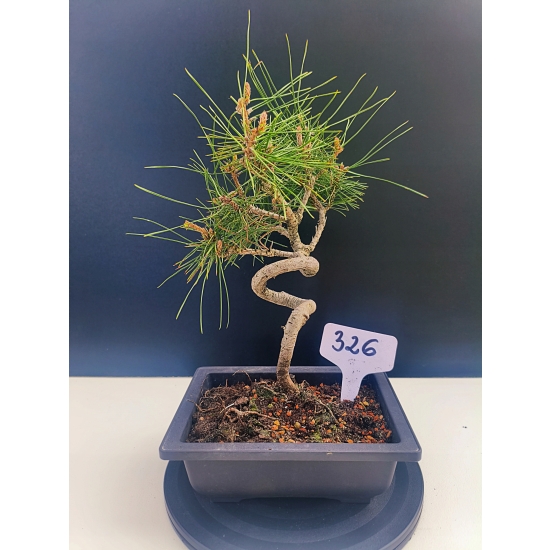Żywe Drzewko Bonsai Sosna Czarna Pinus Nigra 10-letni na PREZENT 326