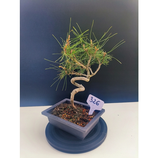 Żywe Drzewko Bonsai Sosna Czarna Pinus Nigra 10-letni na PREZENT 326