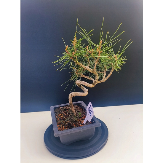 Żywe Drzewko Bonsai Sosna Czarna Pinus Nigra 10-letni na PREZENT 326