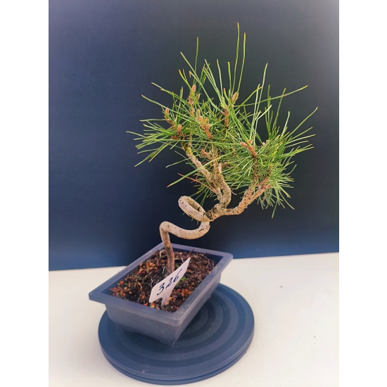 Żywe Drzewko Bonsai Sosna Czarna Pinus Nigra 10-letni na PREZENT 326