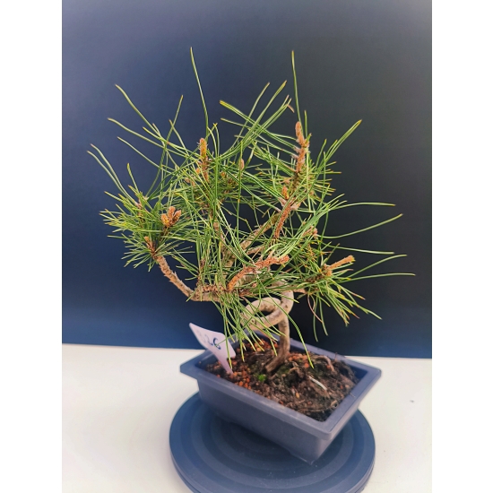 Żywe Drzewko Bonsai Sosna Czarna Pinus Nigra 10-letni na PREZENT 326