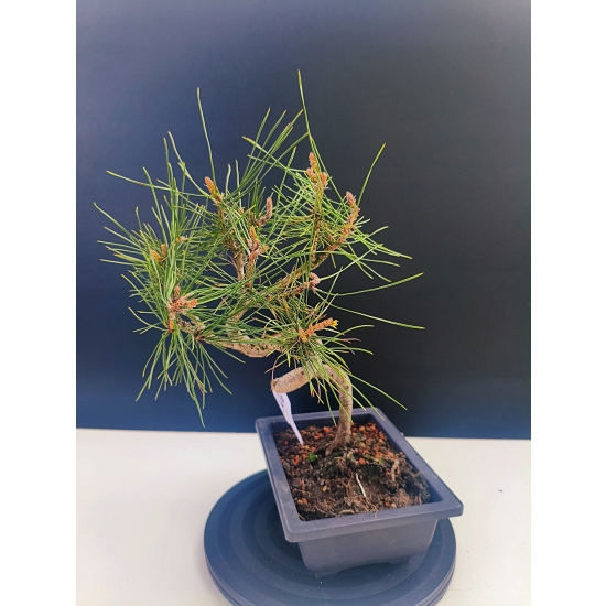 Żywe Drzewko Bonsai Sosna Czarna Pinus Nigra 10-letni na PREZENT 326