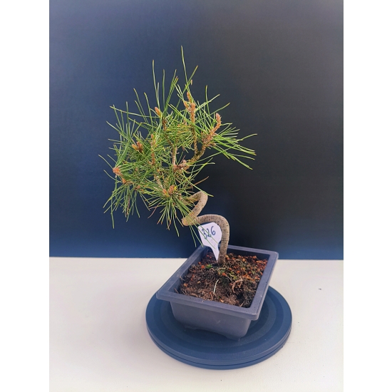 Żywe Drzewko Bonsai Sosna Czarna Pinus Nigra 10-letni na PREZENT 326