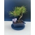 Żywe Drzewko Bonsai Sosna Czarna Pinus Nigra 10-letni na PREZENT 321