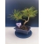 Żywe Drzewko Bonsai Sosna Czarna Pinus Nigra 10-letni na PREZENT 321