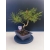 Żywe Drzewko Bonsai Sosna Czarna Pinus Nigra 10-letni na PREZENT 321