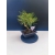 Żywe Drzewko Bonsai Sosna Czarna Pinus Nigra 10-letni na PREZENT 321