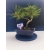 Żywe Drzewko Bonsai Sosna Czarna Pinus Nigra 10-letni na PREZENT 321