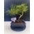 Żywe Drzewko Bonsai Sosna Czarna Pinus Nigra 10-letni na PREZENT 321