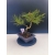 Żywe Drzewko Bonsai Sosna Czarna Pinus Nigra 10-letni na PREZENT 321