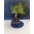 Żywe Drzewko Bonsai Sosna Czarna Pinus Nigra 10-letni na PREZENT 321