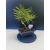 Żywe Drzewko Bonsai Sosna Czarna Pinus Nigra 10-letni na PREZENT 321