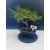 Żywe Drzewko Bonsai Sosna Czarna Pinus Nigra 10-letni na PREZENT 321