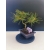 Żywe Drzewko Bonsai Sosna Czarna Pinus Nigra 10-letni na PREZENT 321