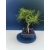 Żywe Drzewko Bonsai Sosna Czarna Pinus Nigra 10-letni na PREZENT 321