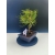 Żywe Drzewko Bonsai Sosna Czarna Pinus Nigra 10-letni na PREZENT 321