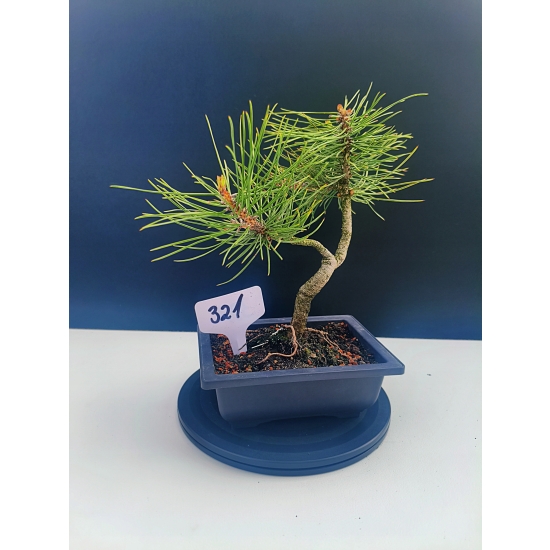 Żywe Drzewko Bonsai Sosna Czarna Pinus Nigra 10-letni na PREZENT 321