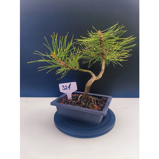 Żywe Drzewko Bonsai Sosna Czarna Pinus Nigra 10-letni na PREZENT 321
